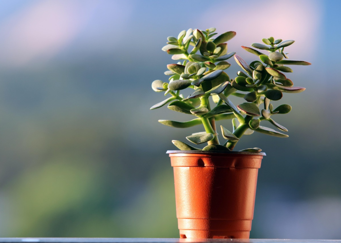 最新消息.“摇钱树拼三张有没有挂”(确实是有挂)