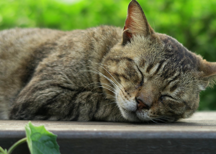 今日重大发现“猫猫学数真的有挂吗”［太坑了果然有挂］