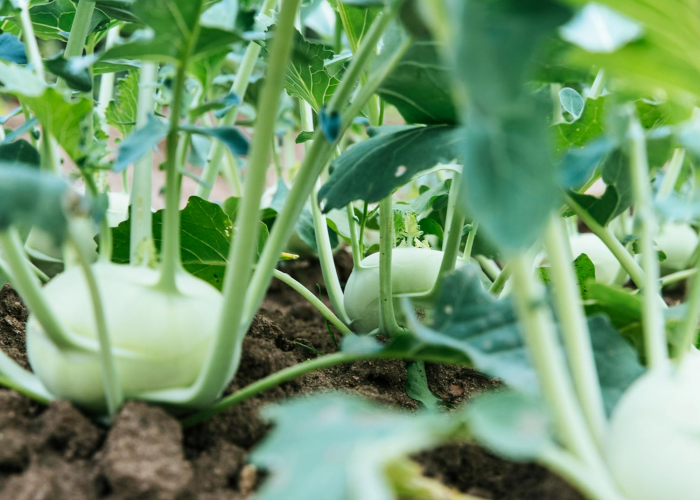 藁城疫情始末时间:藁城疫情始末时间表 藁城疫情始末时间:藁城疫情始末时间表