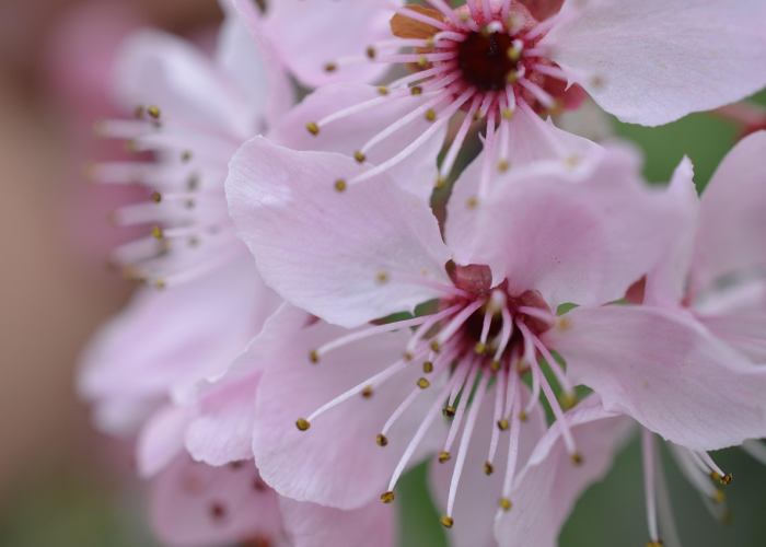 轻松掌握.“樱花之盛拼三张是不是有挂”[分析辅助教程]