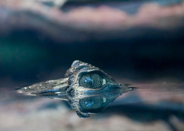 最新消息.“鲨鱼互动有挂吗,其实有挂是吗”原来真的有挂 最新消息.“鲨鱼互动有挂吗,其实有挂是吗”原来真的有挂