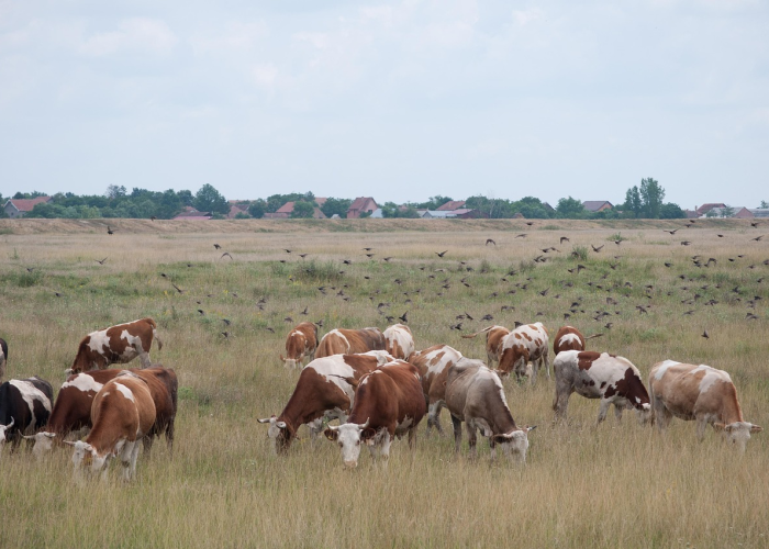 [推荐]“聚友茶楼有没有挂”有挂详细开挂教程