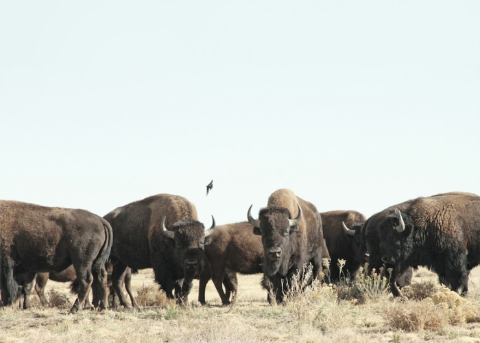 独家分享“新青鸟牛牛真的有挂吗”［确实真的有挂］