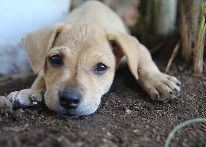 去年疫情是什么病毒感染的/去年疫情是什么病毒感染的呢 去年疫情是什么病毒感染的/去年疫情是什么病毒感染的呢