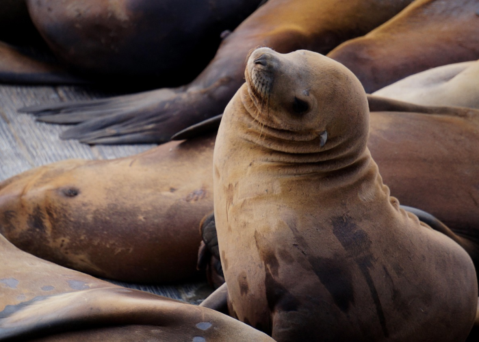 玩家必备攻略“新海狮到底有透视挂吗”开挂步骤方法 玩家必备攻略“新海狮到底有透视挂吗”开挂步骤方法
