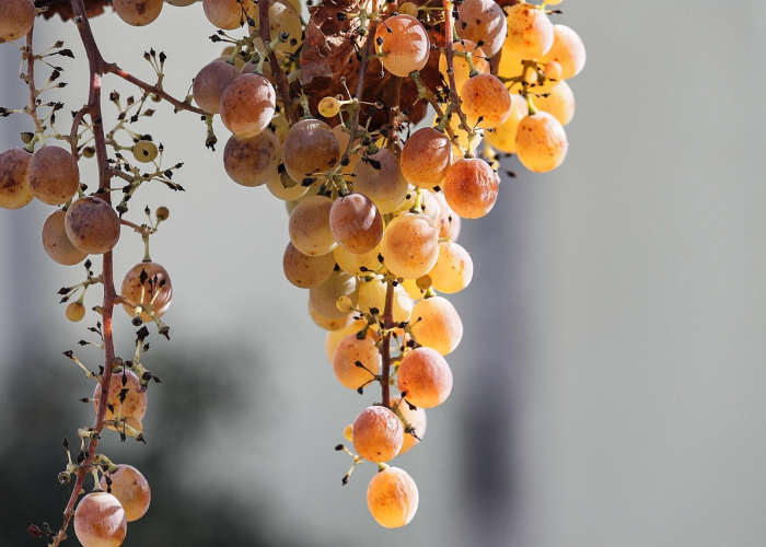 总算解析“新众亿金花开挂软件”其实有挂 总算解析“新众亿金花开挂软件”其实有挂