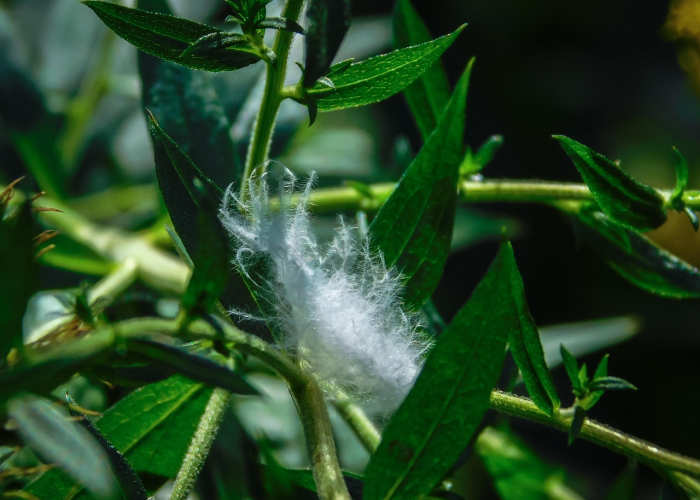 ［解答］“摇钱树拼三张有开挂软件吗”［原来真的有挂］
