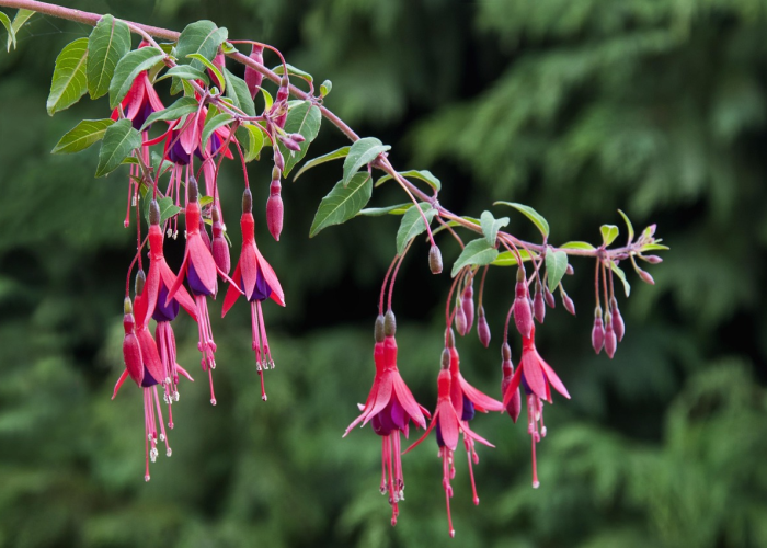今日重大通报“炫龙炸/金/花真的有挂吗”［其实是有挂］