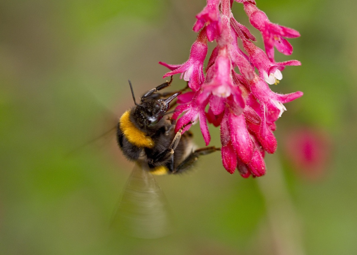 今日重大通报“炫龙炸/金/花真的有挂吗”［其实是有挂］