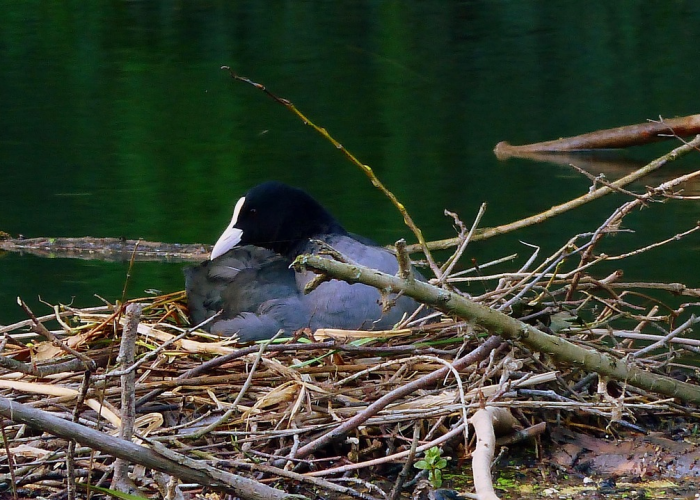 [实测]“十三十三水经典比鸡有没有挂”开挂详细教程