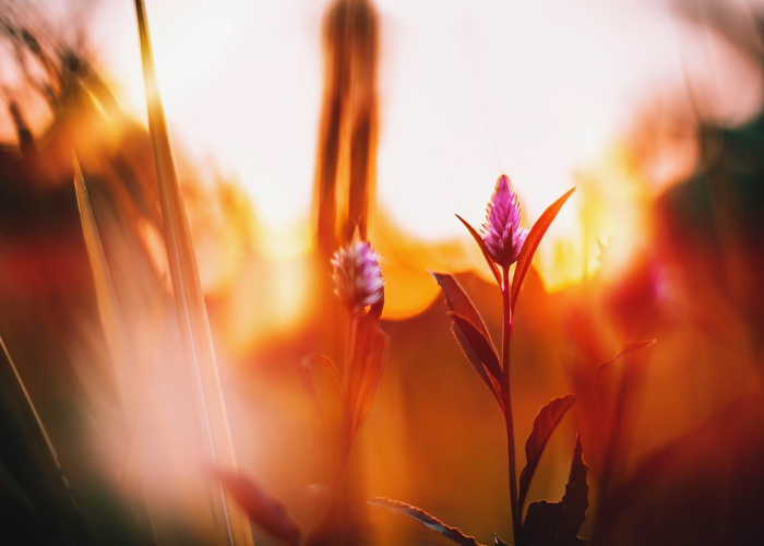 我来教教您“新蛮王炸/金/花究竟有挂吗”［太坑了原来有挂］