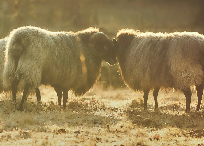 分享实测“新海狮牛牛其实真有透视挂”(确实真有挂)-知乎 分享实测“新海狮牛牛其实真有透视挂”(确实真有挂)-知乎