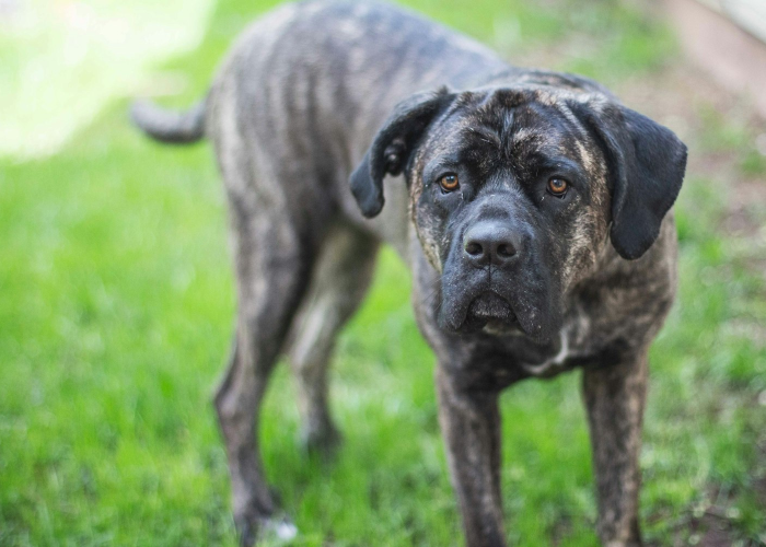 重大通报“新人皇斗牛是不是有透视挂吗”分享真的有挂给你 重大通报“新人皇斗牛是不是有透视挂吗”分享真的有挂给你