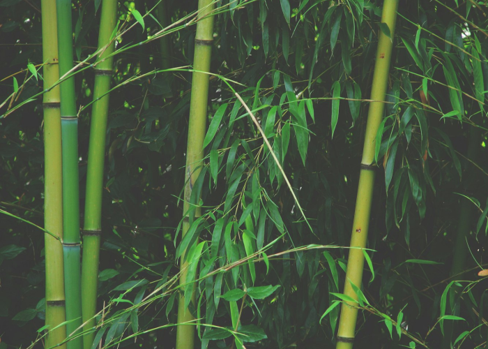 第一攻略.“绿竹能开挂吗,要如何操作开挂辅助”(原来真的可以开挂)