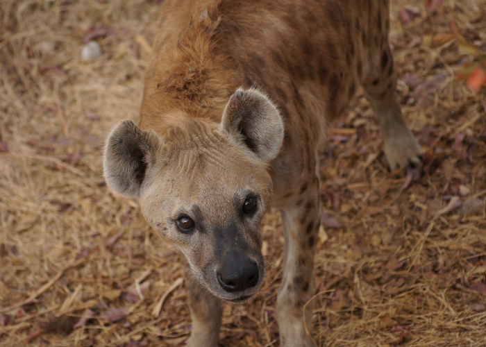 非洲国家的疫情/非洲国家的疫情严重吗 非洲国家的疫情/非洲国家的疫情严重吗