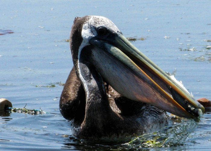 玩家实测“新海狮透视挂辅助器下载”(确实是有挂)-知乎 玩家实测“新海狮透视挂辅助器下载”(确实是有挂)-知乎