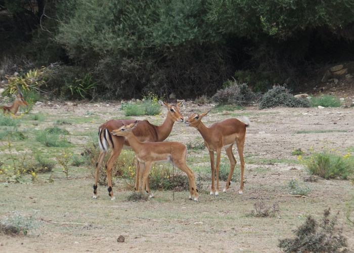 非洲地区疫情怎么样/非洲地区疫情怎么样了 非洲地区疫情怎么样/非洲地区疫情怎么样了