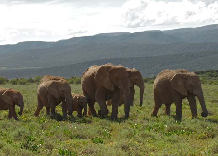 非洲疫情咋样(非洲疫情咋样啊) 非洲疫情咋样(非洲疫情咋样啊)