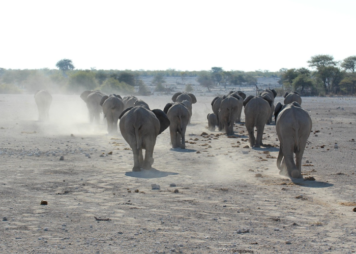 非洲疫情叫什么名字(非洲疫情叫什么名字啊) 非洲疫情叫什么名字(非洲疫情叫什么名字啊)
