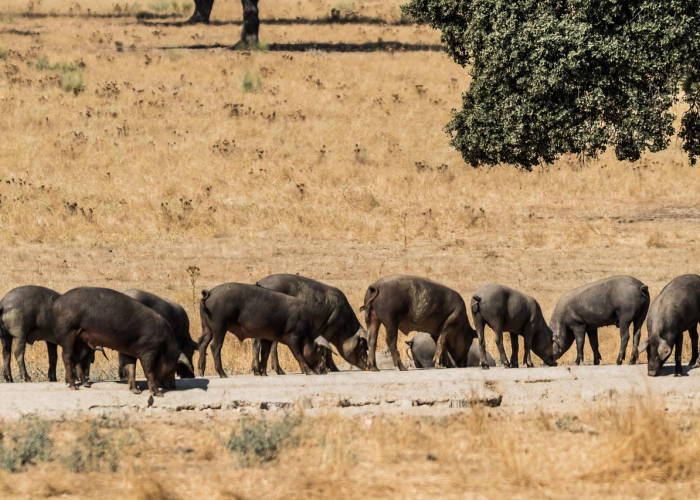 【非洲疫情是哪一年爆发的/非洲疫情是哪一年爆发的呢】 【非洲疫情是哪一年爆发的/非洲疫情是哪一年爆发的呢】
