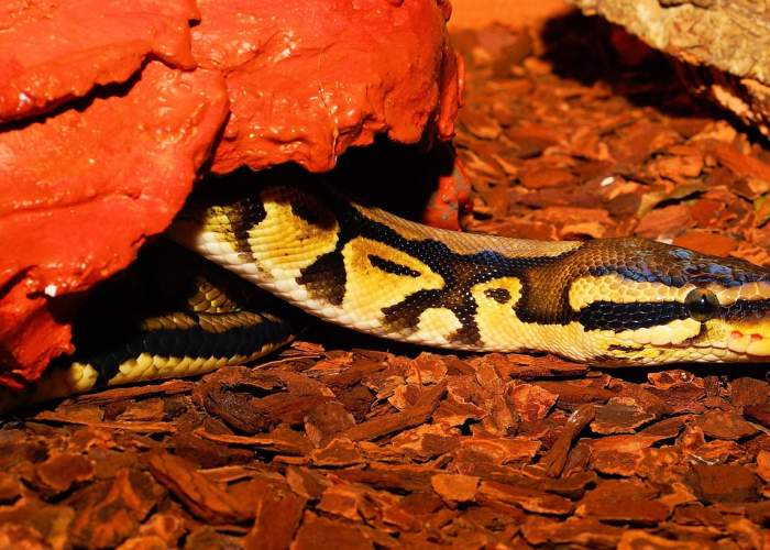 非洲疫情,揭开病毒毒株类型的面纱 非洲疫情,揭开病毒毒株类型的面纱