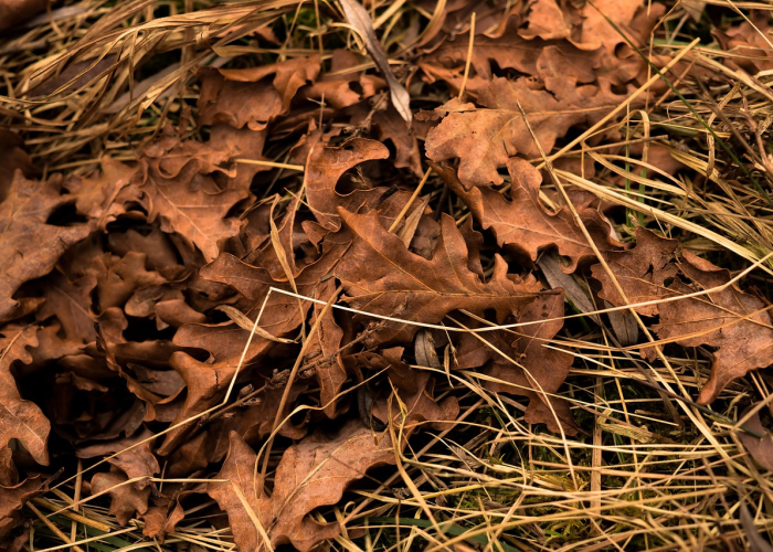 非洲疫情是什么病毒毒株呢/非洲疫情是什么病毒毒株呢图片 非洲疫情是什么病毒毒株呢/非洲疫情是什么病毒毒株呢图片