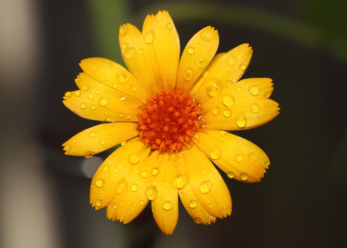 第一攻略.“樱花互粉有没有挂吗”(原来真的可以开挂) 第一攻略.“樱花互粉有没有挂吗”(原来真的可以开挂)