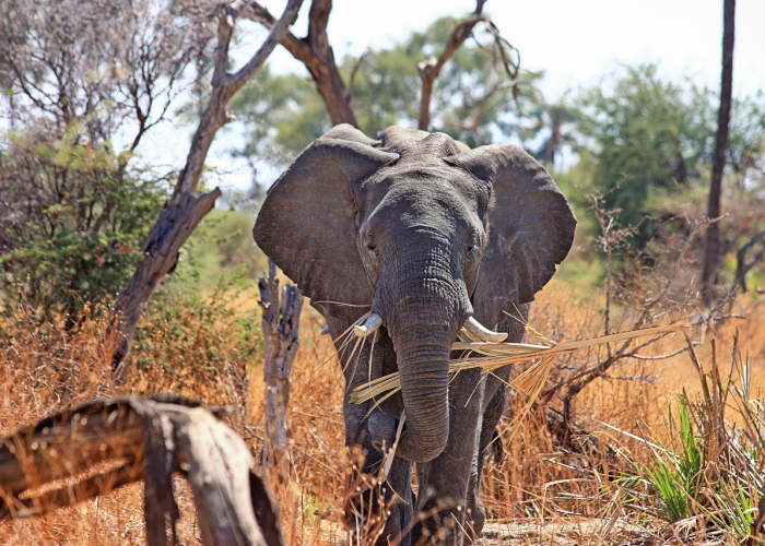 非洲疫情实际死亡/非洲疫情实际死亡人数 非洲疫情实际死亡/非洲疫情实际死亡人数