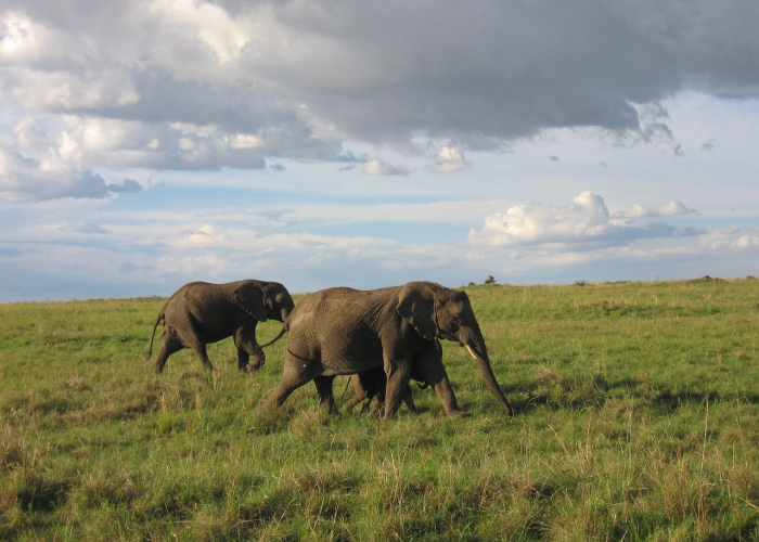 非洲疫情实际死亡/非洲疫情实际死亡人数 非洲疫情实际死亡/非洲疫情实际死亡人数