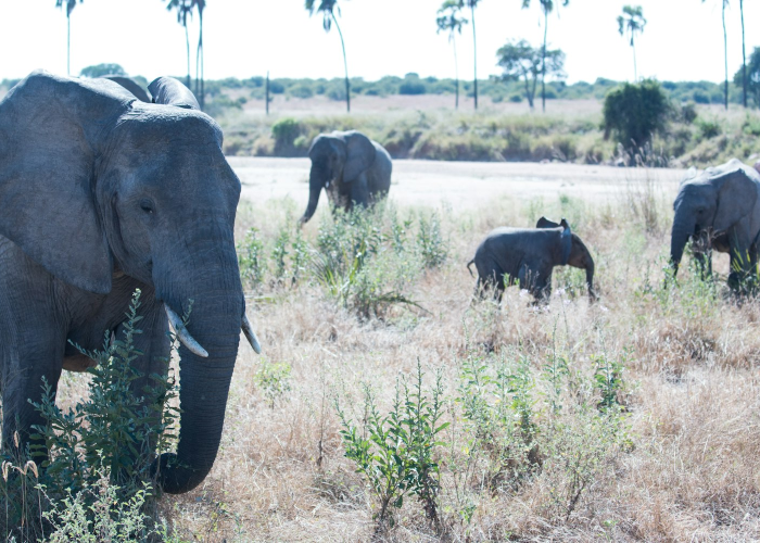 非洲的疫情都有哪些城市/非洲的疫情都有哪些 非洲的疫情都有哪些城市/非洲的疫情都有哪些