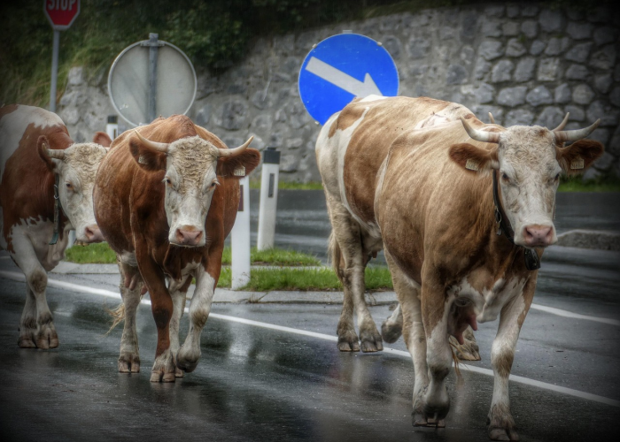 关于“道游牛牛真的有挂”揭晓插件开挂教程 关于“道游牛牛真的有挂”揭晓插件开挂教程