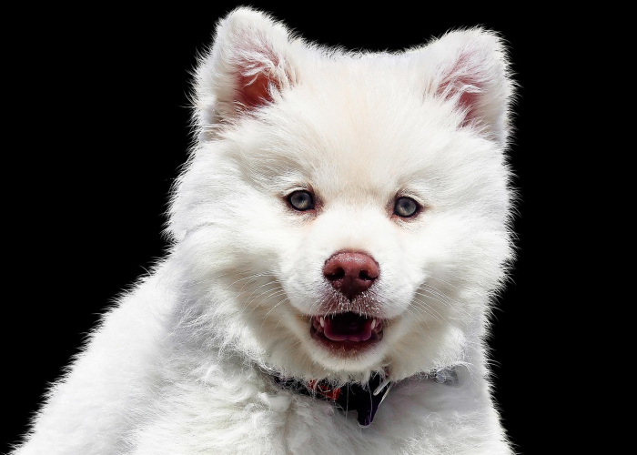 最新消息.“鲸鲨有挂没有吗”其实真的能开挂 最新消息.“鲸鲨有挂没有吗”其实真的能开挂