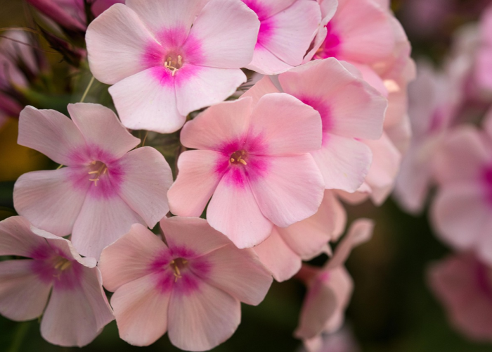 ［玩家实测］“樱花之盛炸/金/花开挂器”［原来真的有挂］