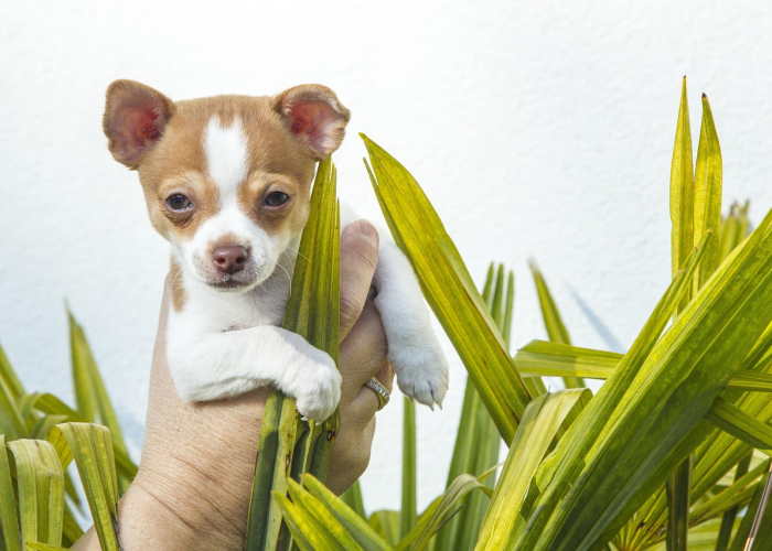 盘点一款“小猪对对碰有没有挂”详细教程 盘点一款“小猪对对碰有没有挂”详细教程