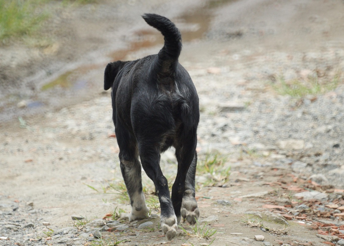 我来教教大家“皇家斗牛到底有透视挂吗”(其实有挂)-知乎 我来教教大家“皇家斗牛到底有透视挂吗”(其实有挂)-知乎
