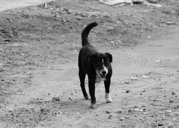 我来教教大家“皇家斗牛到底有透视挂吗”(其实有挂)-知乎 我来教教大家“皇家斗牛到底有透视挂吗”(其实有挂)-知乎