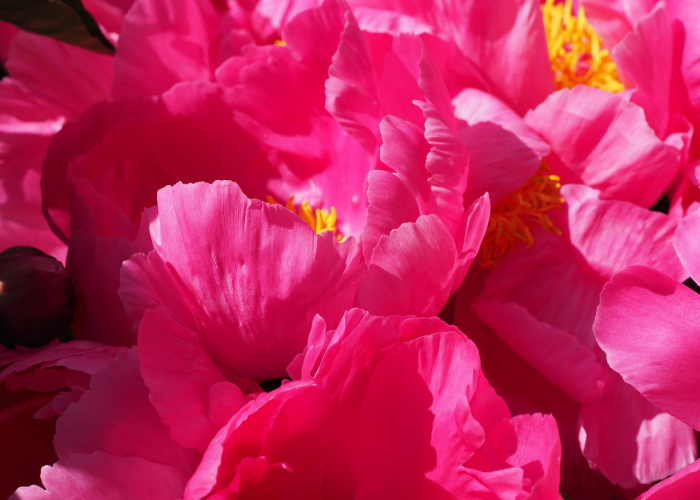 科技重磅消息“樱花炸/金/花有没有挂”［透视曝光猫腻］