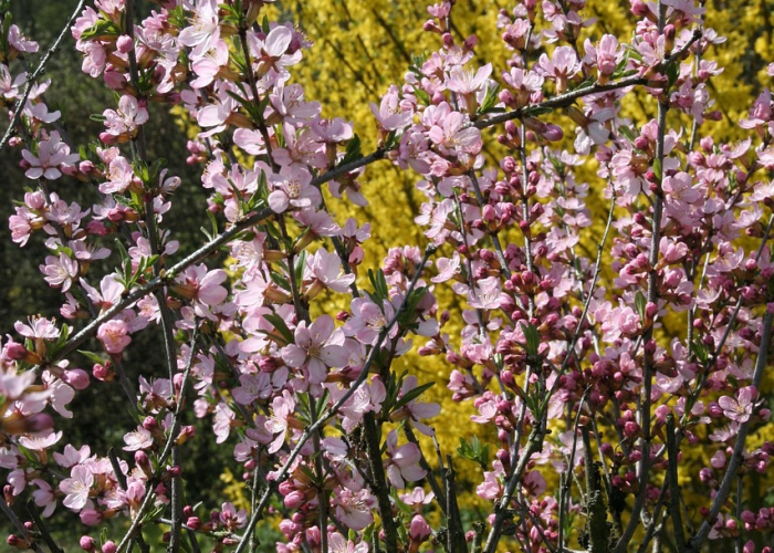 科技重磅消息“樱花炸/金/花有没有挂”［透视曝光猫腻］