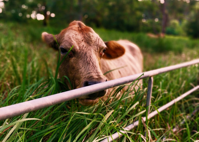 知道“道游牛牛竟然有挂”确实有挂 知道“道游牛牛竟然有挂”确实有挂