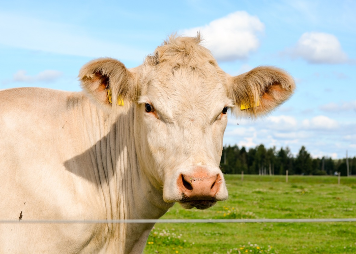 最新消息.“全民牛牛其实是有挂的”原来真的有挂