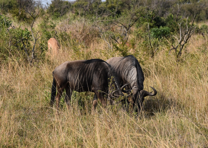 玩家游戏玩法“新好游牛牛真的有挂”其实有挂 玩家游戏玩法“新好游牛牛真的有挂”其实有挂