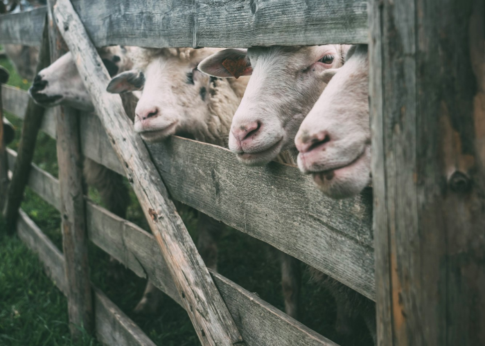 [实测]“道游牛牛有挂吗”(原来确实是有挂)