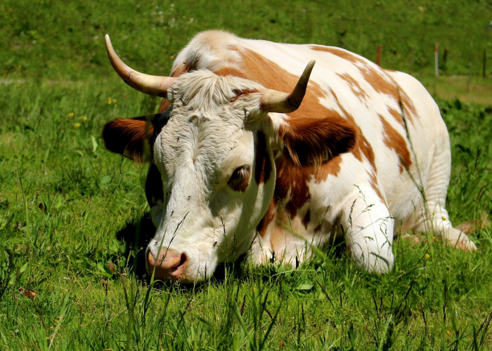 [实测]“道游牛牛有挂吗”(原来确实是有挂)