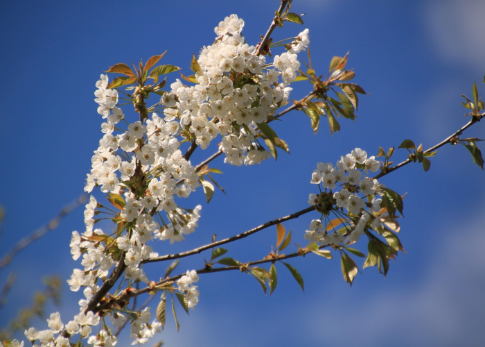 必看教程“樱花牛牛有挂没”原来真的有挂 必看教程“樱花牛牛有挂没”原来真的有挂