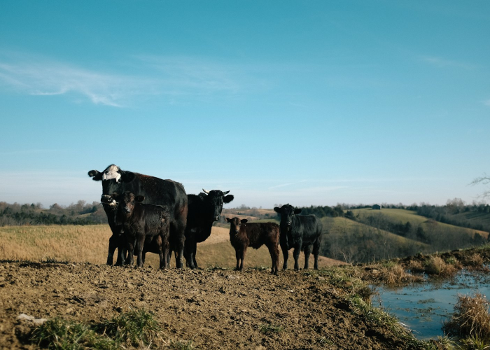 今日重大通报“新道游牛牛到底有透视挂吗”(确实是有挂)-知乎 今日重大通报“新道游牛牛到底有透视挂吗”(确实是有挂)-知乎