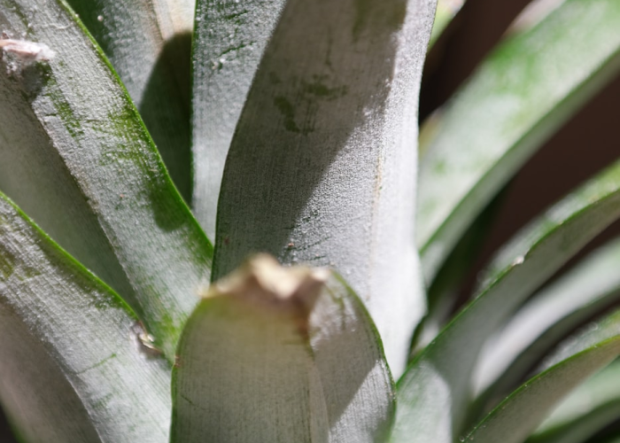 [分享]“智星德州菠萝到底有没有挂”(确实真的有挂)