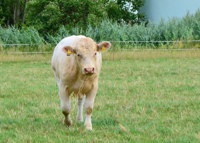 我来教教大家“手机微信牛牛能开透视挂吗”原来确实有挂 我来教教大家“手机微信牛牛能开透视挂吗”原来确实有挂