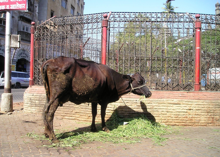 ［攻略科普］“新超圣牛牛究竟有挂吗”［透视曝光猫腻］