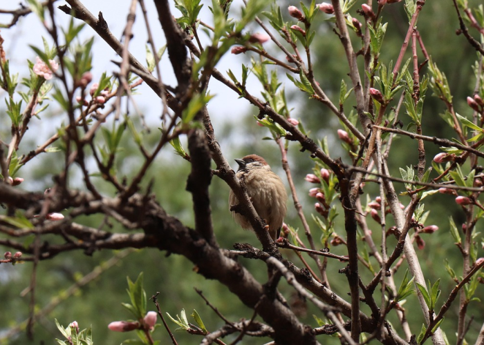 我来教教您“新圣游炸/金/花开挂器”［原来真的有挂］