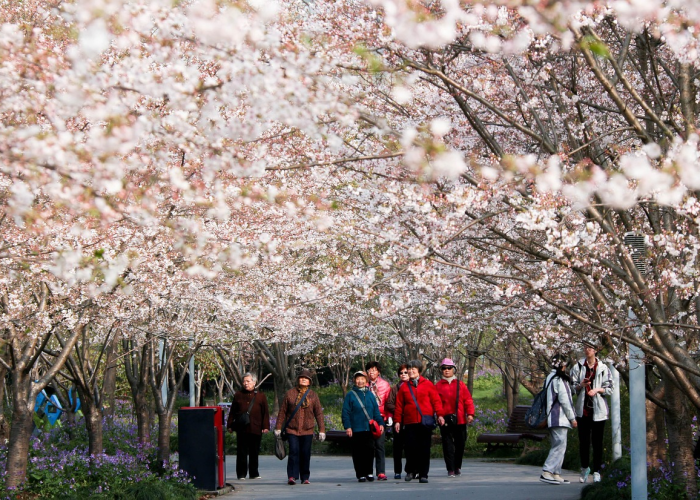 ［独家］“樱花互粉怎么开挂”［其实是有挂］